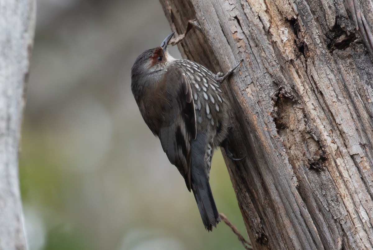 Red-browed Treecreeper - shorty w