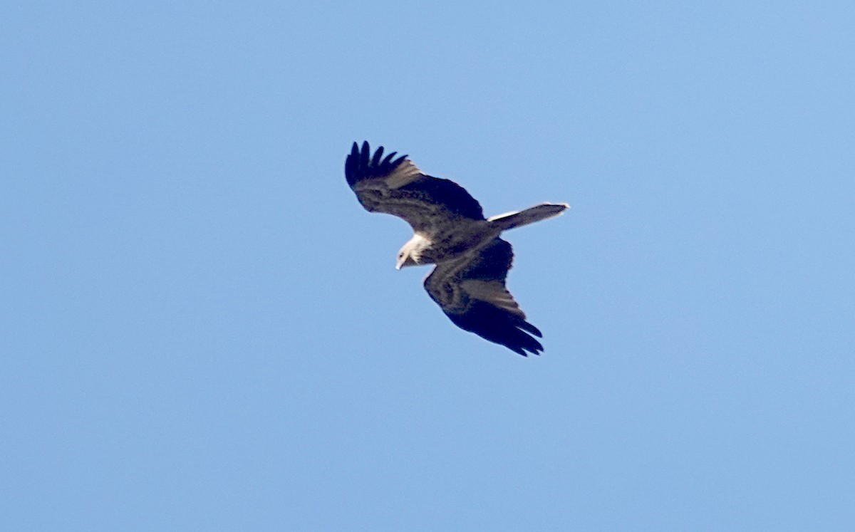 Whistling Kite - ML472906191