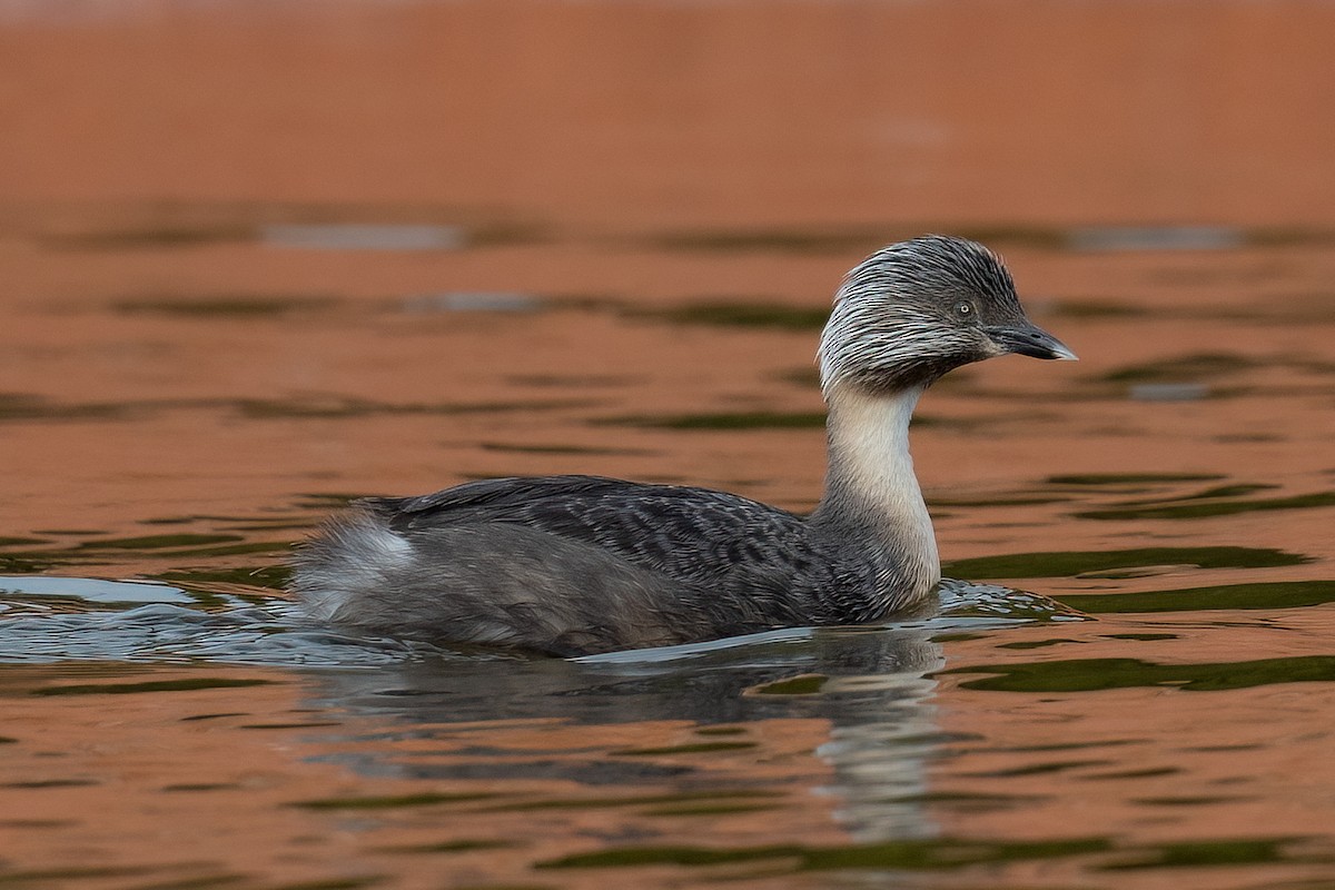 Hoary-headed Grebe - ML472907141