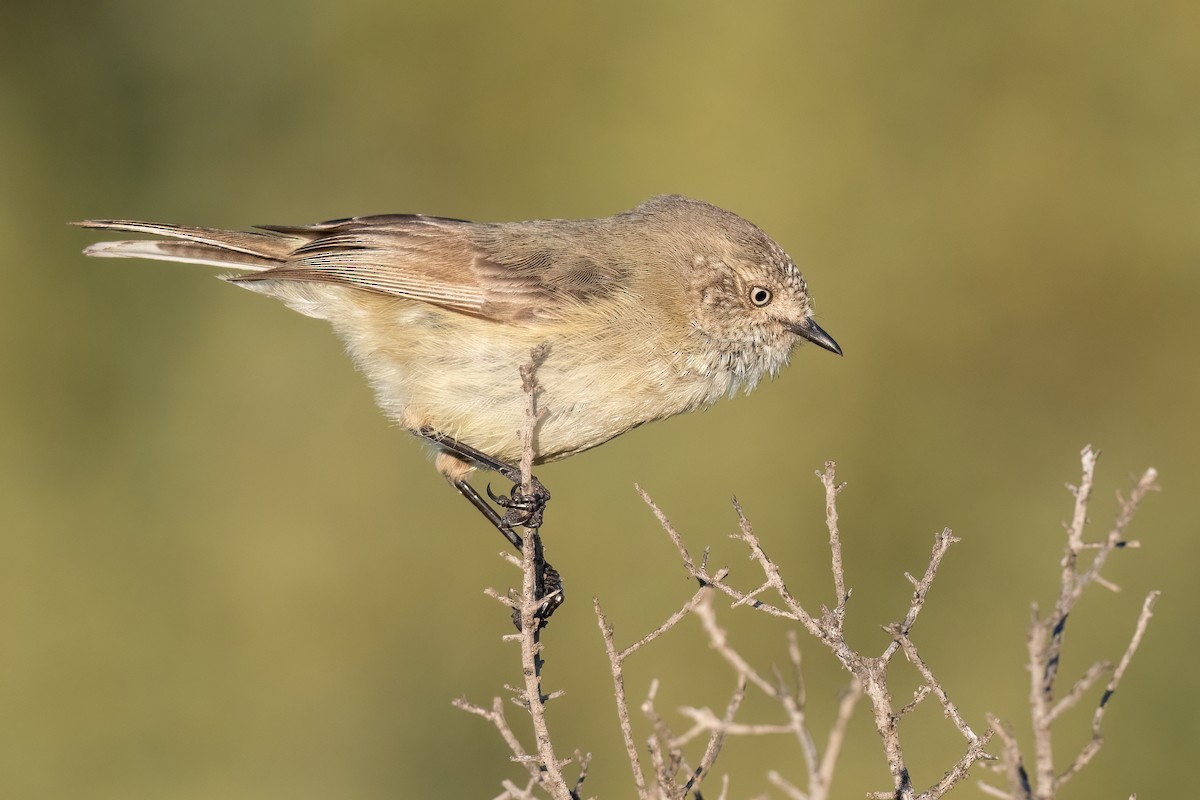 Slender-billed Thornbill - Terence Alexander