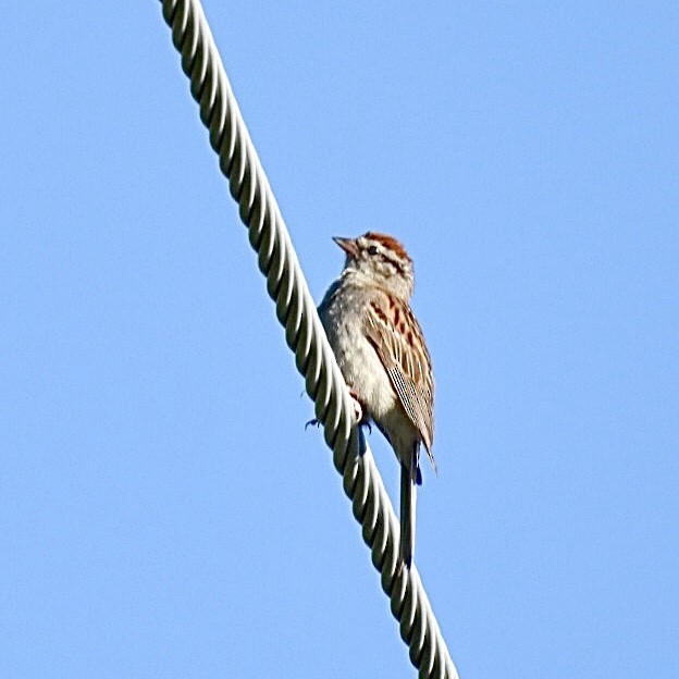 Chipping Sparrow - ML472908381