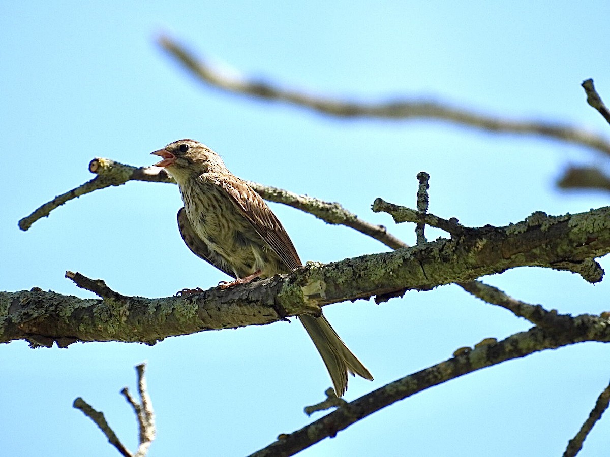 Chipping Sparrow - ML472908491