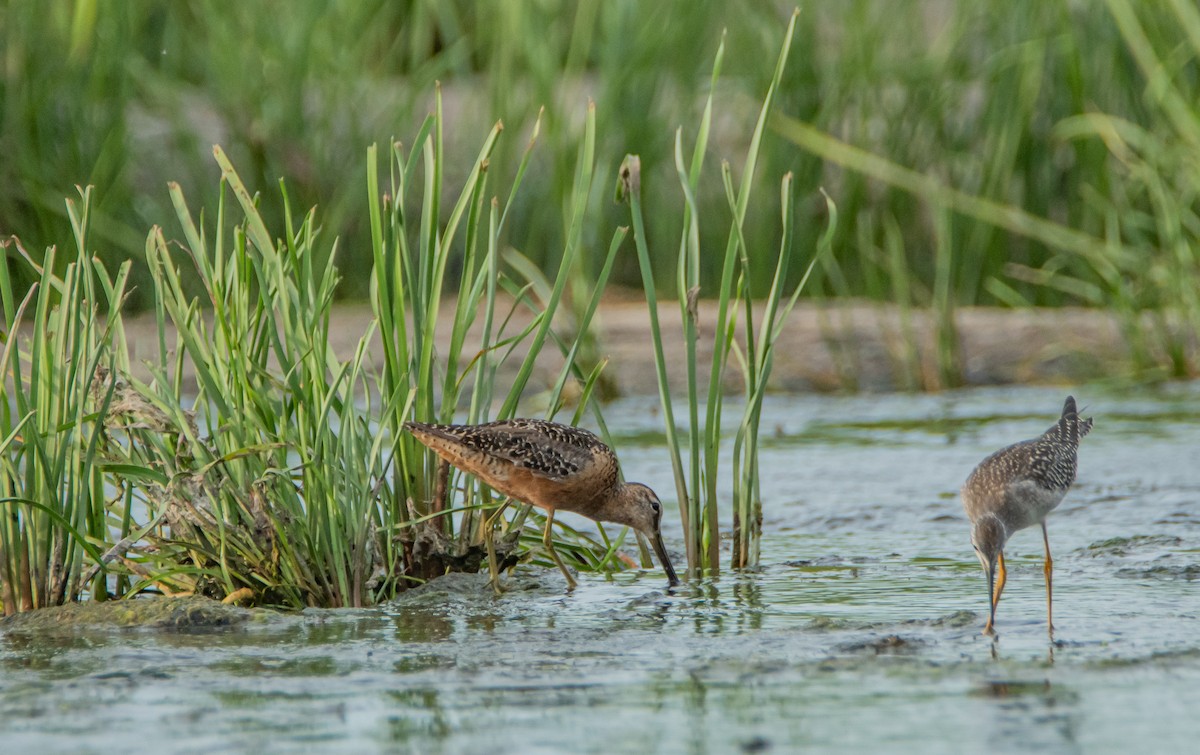 Long-billed Dowitcher - ismael chavez