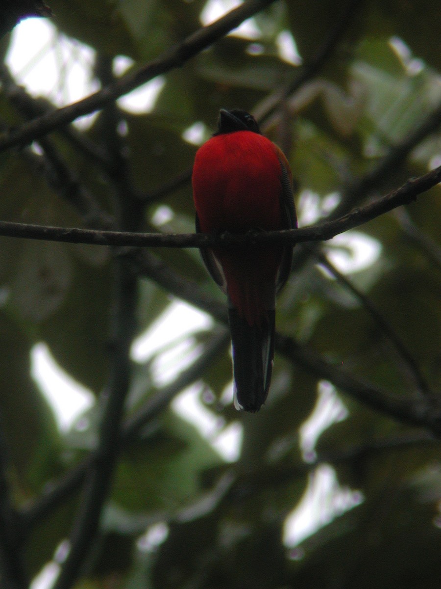 rødgumptrogon - ML47290881