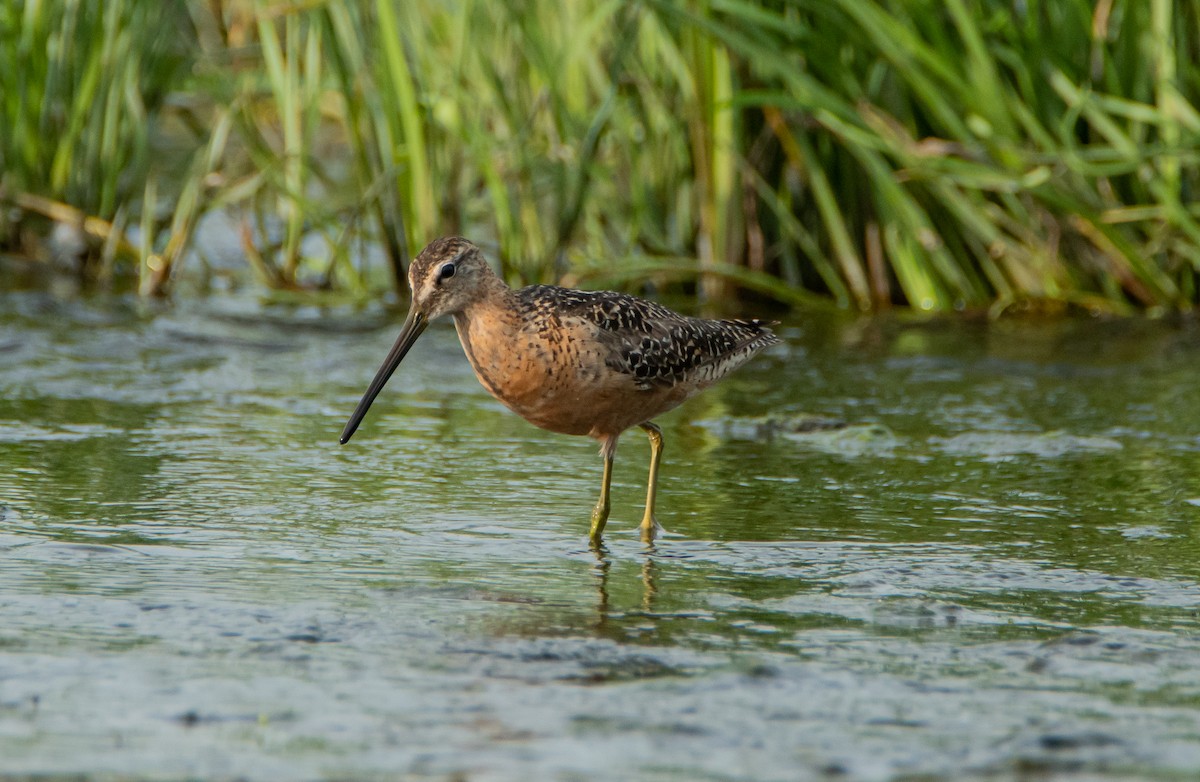 Long-billed Dowitcher - ismael chavez