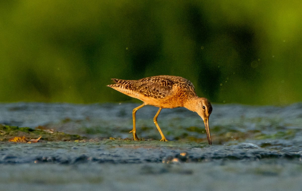 Long-billed Dowitcher - ismael chavez