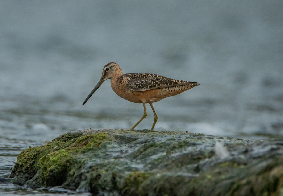 Long-billed Dowitcher - ismael chavez