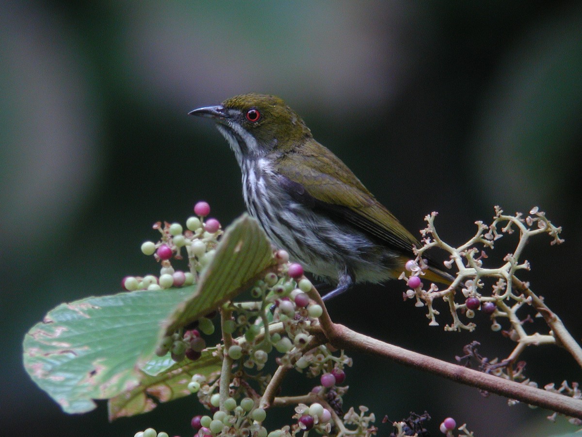 Yellow-vented Flowerpecker - Neoh Hor Kee