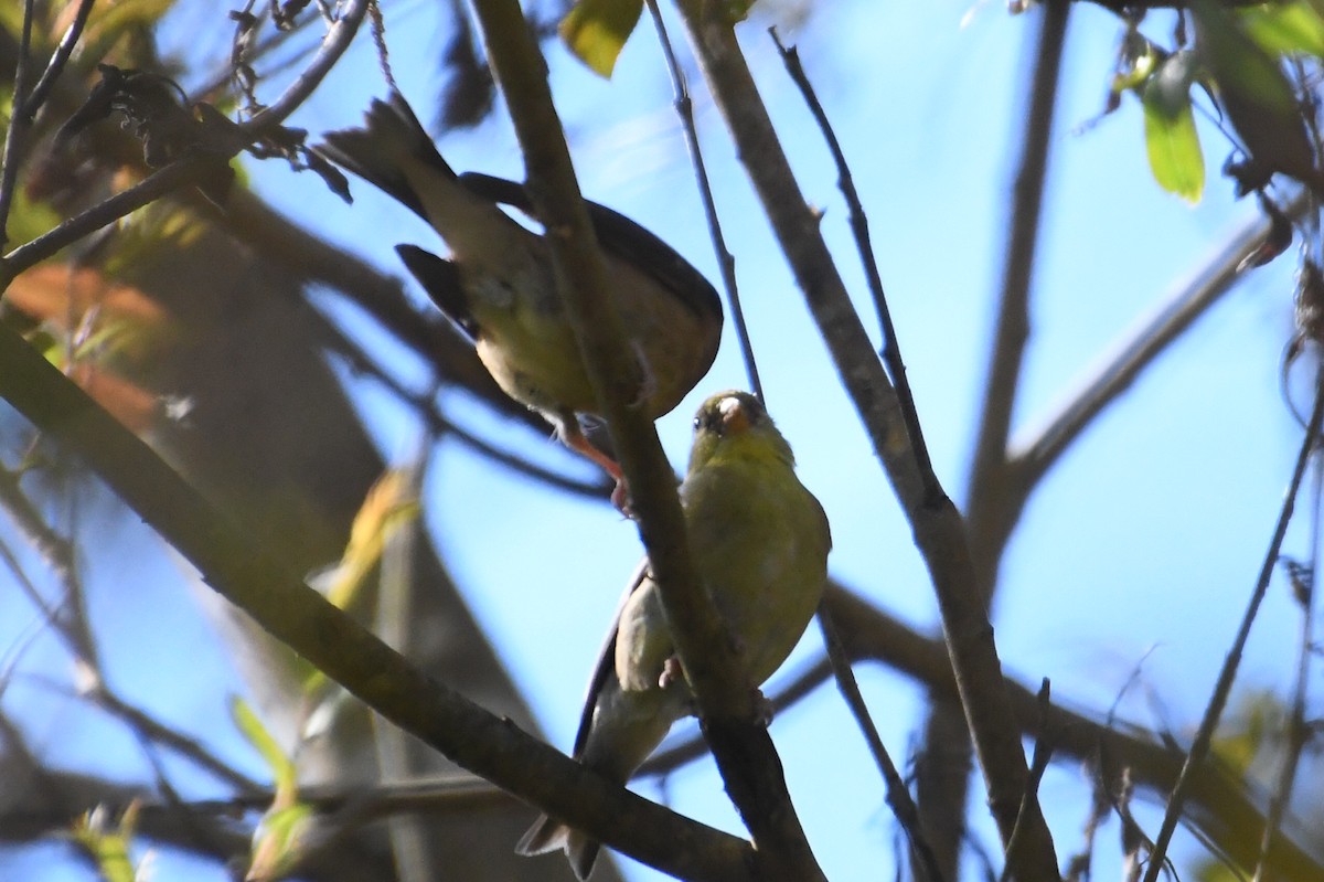 American Goldfinch - ML472909381