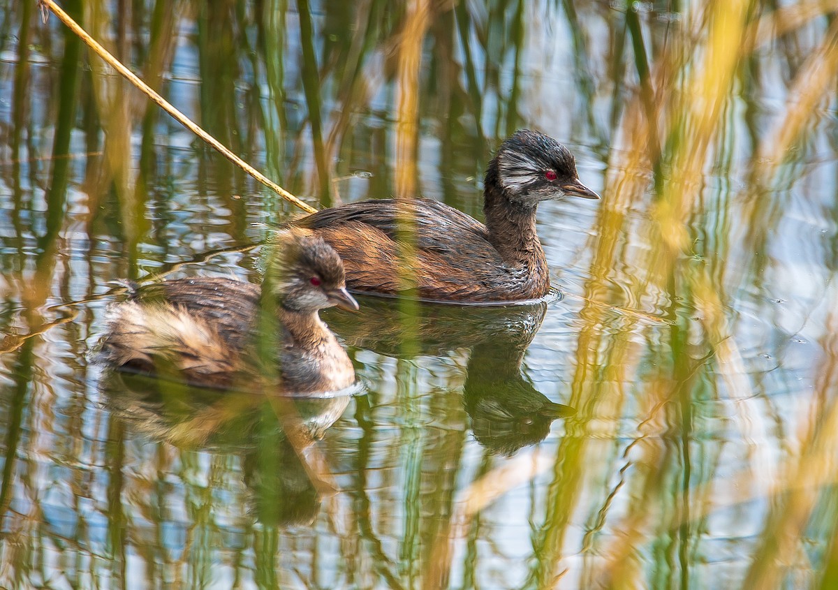 White-tufted Grebe - ML472910281