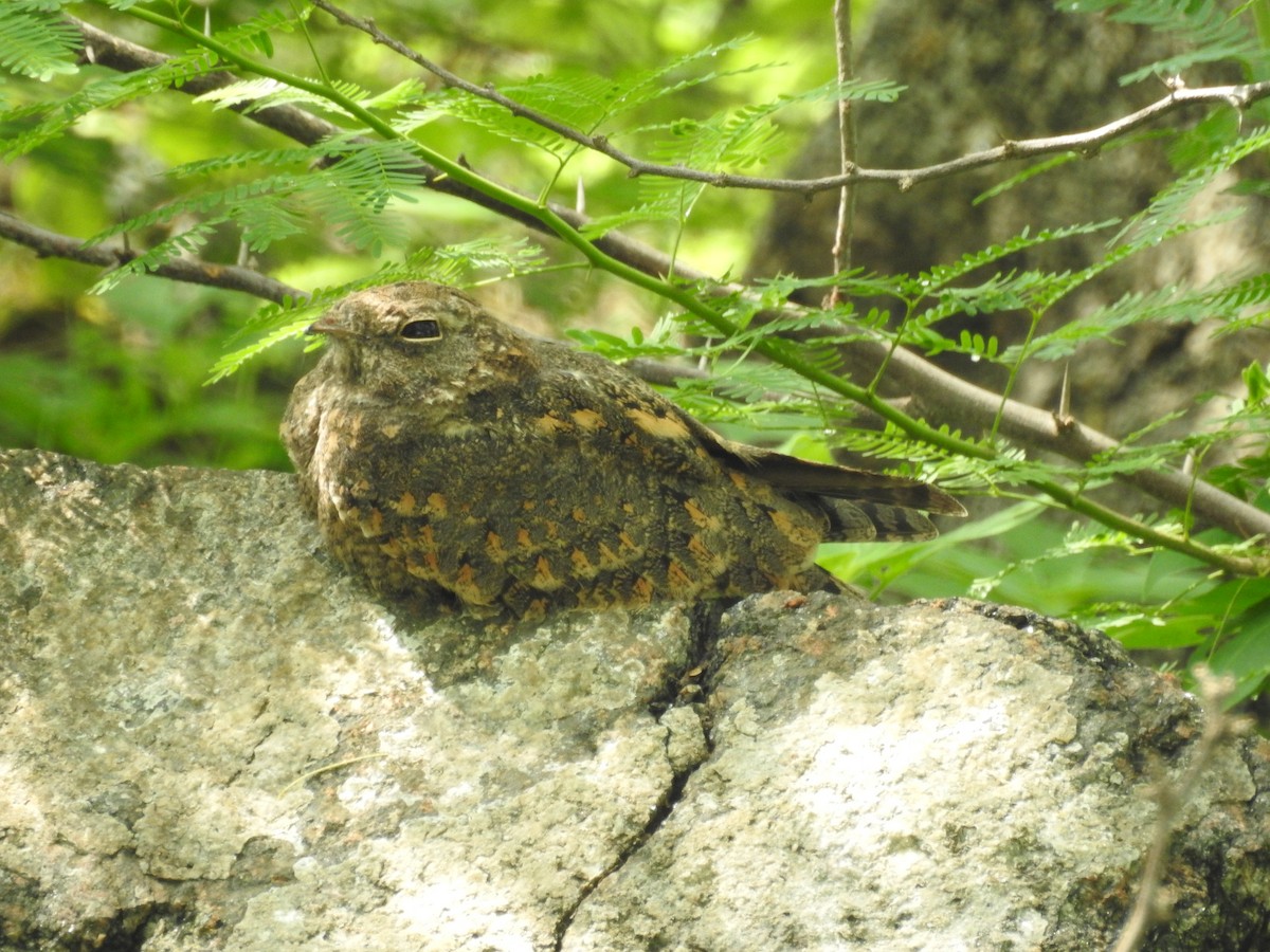 Indian Nightjar - ML472910621