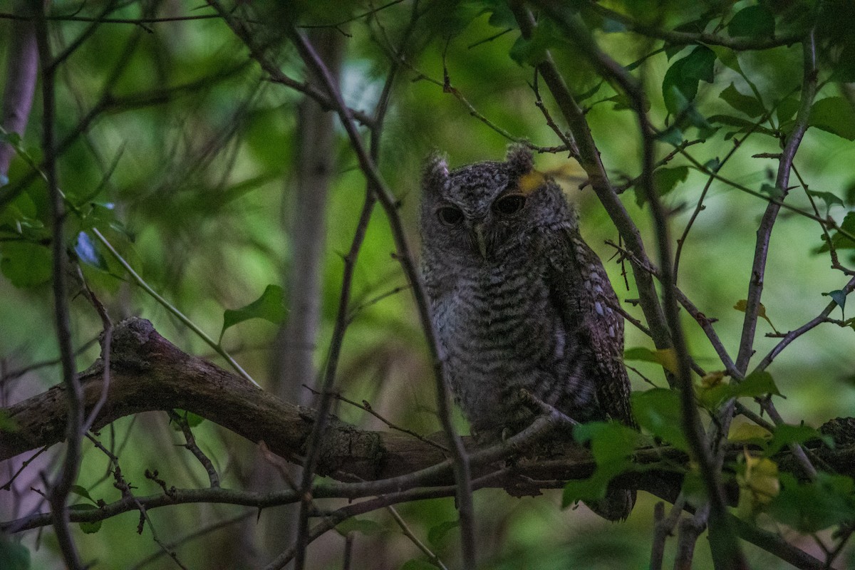 Eastern Screech-Owl - Ian Campbell