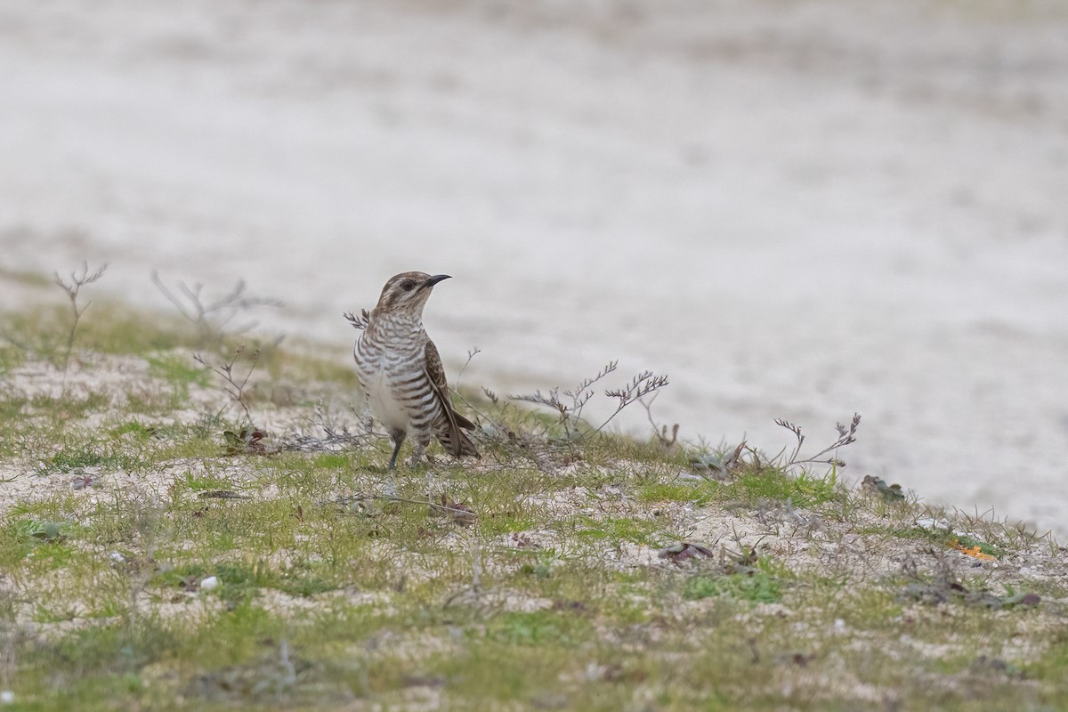 Horsfield's Bronze-Cuckoo - ML472912461