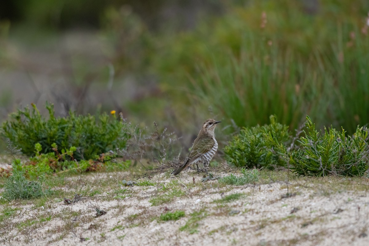 Horsfield's Bronze-Cuckoo - ML472912931