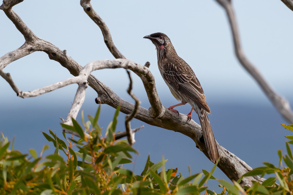 Red Wattlebird - ML472913121