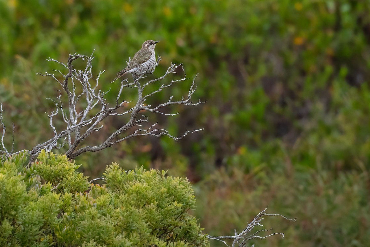 Horsfield's Bronze-Cuckoo - ML472913471