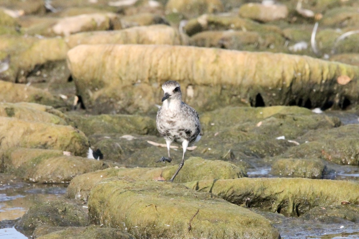 Black-bellied Plover - Julia & Mark