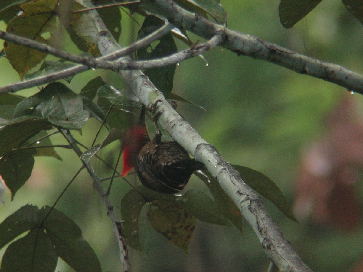 Olive-backed Woodpecker - Neoh Hor Kee