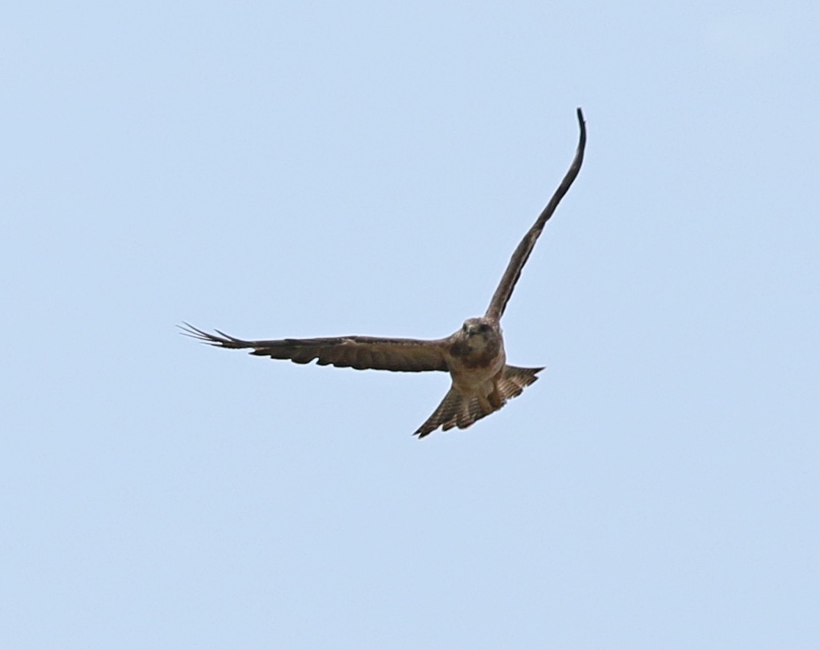 Swainson's Hawk - ML472915811