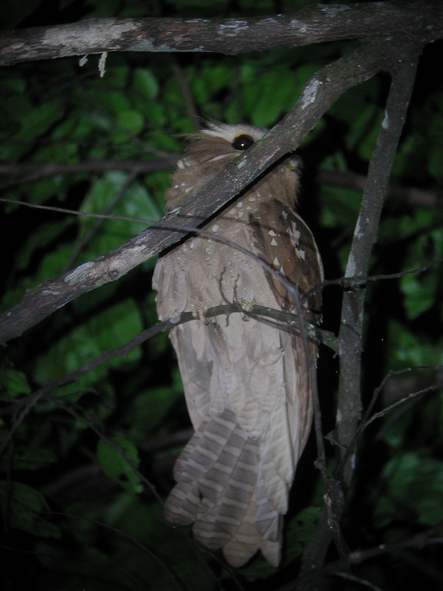 Large Frogmouth - ML47291591