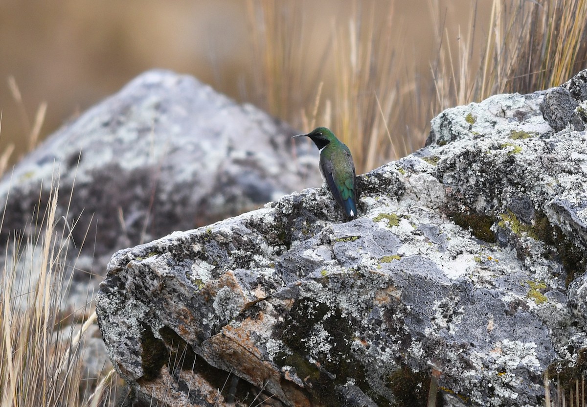 Green-headed Hillstar - ML472916171