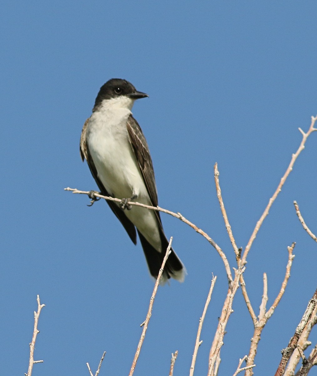 Eastern Kingbird - ML472916261