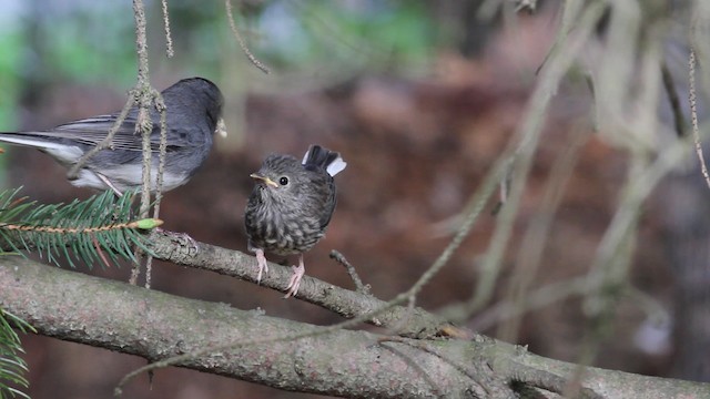 Junco ardoisé (hyemalis/carolinensis) - ML472917