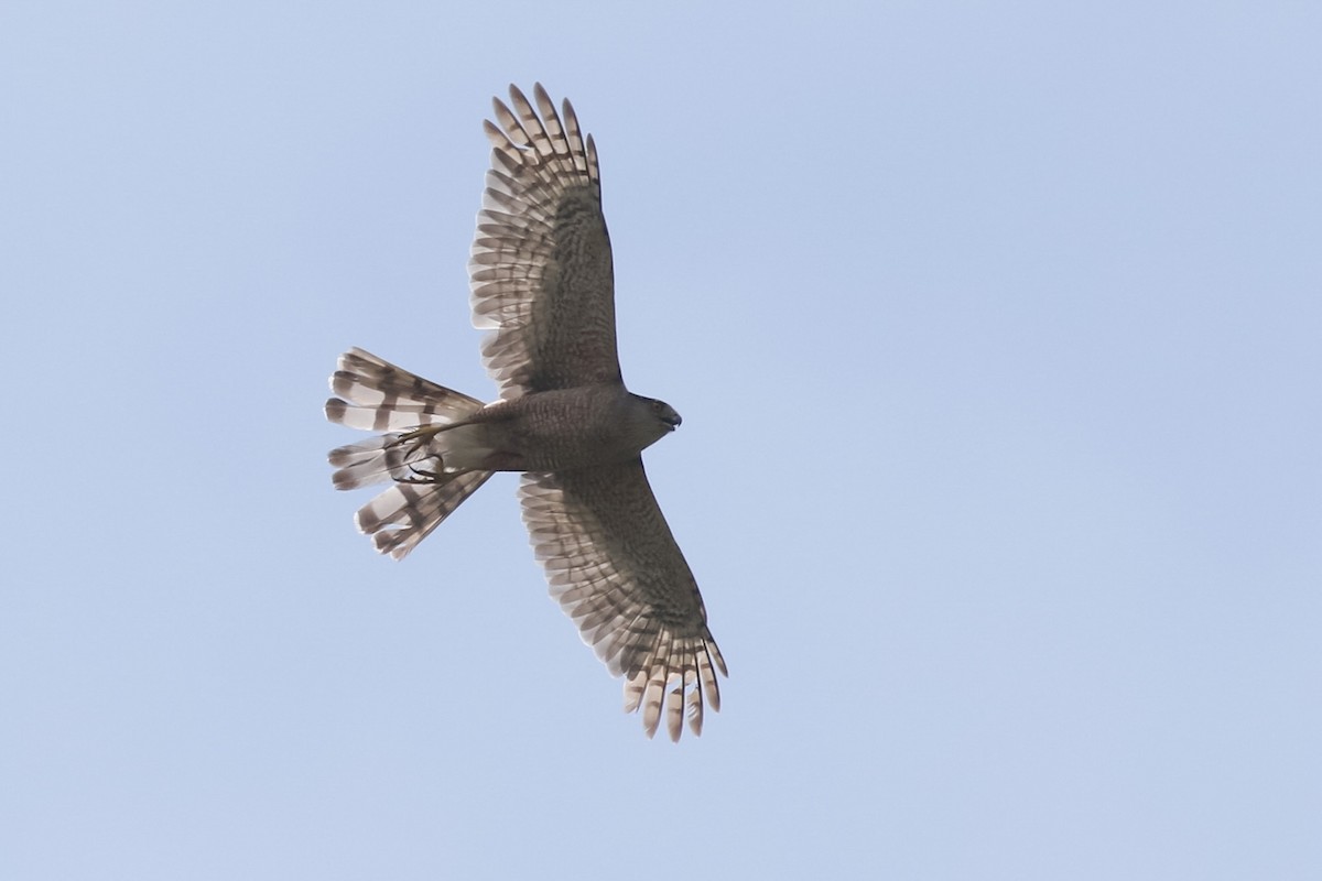 Cooper's Hawk - ML472917061