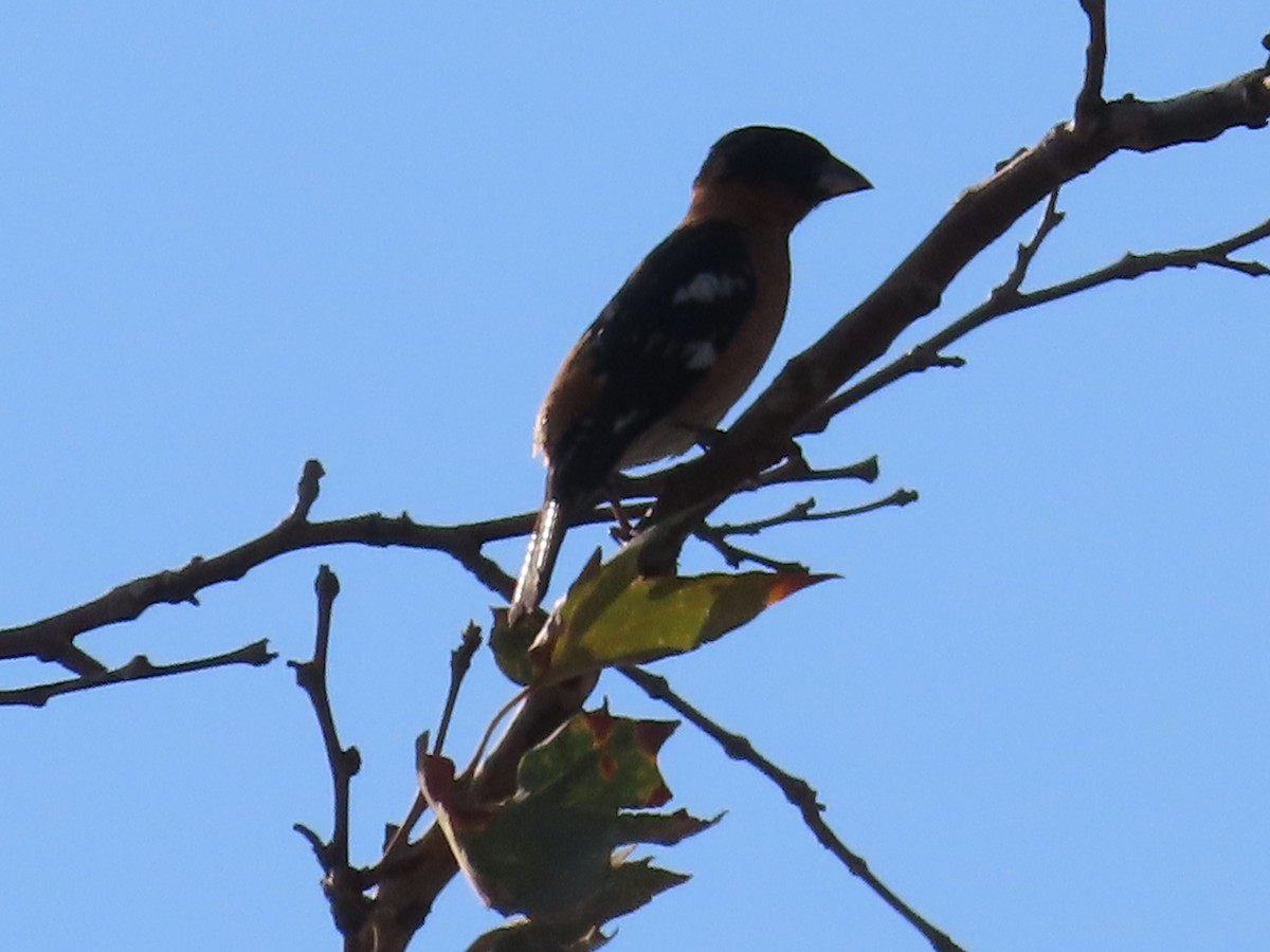 Black-headed Grosbeak - ML472917251