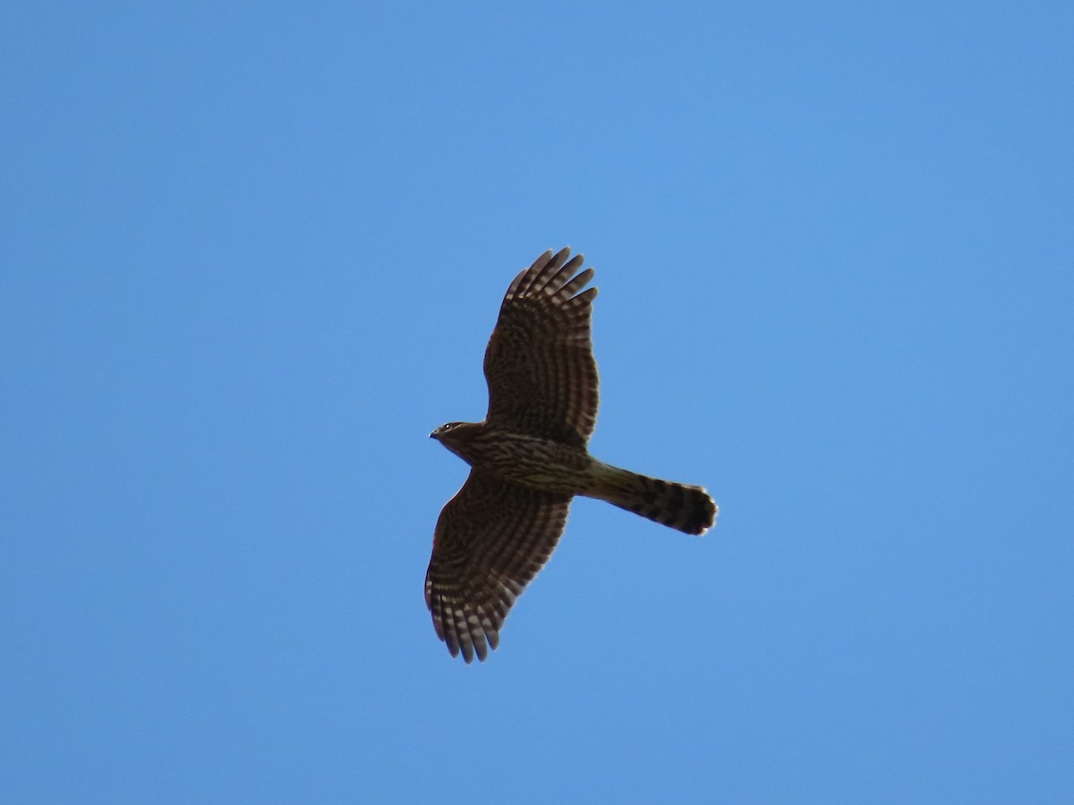 Cooper's Hawk - ML472917321