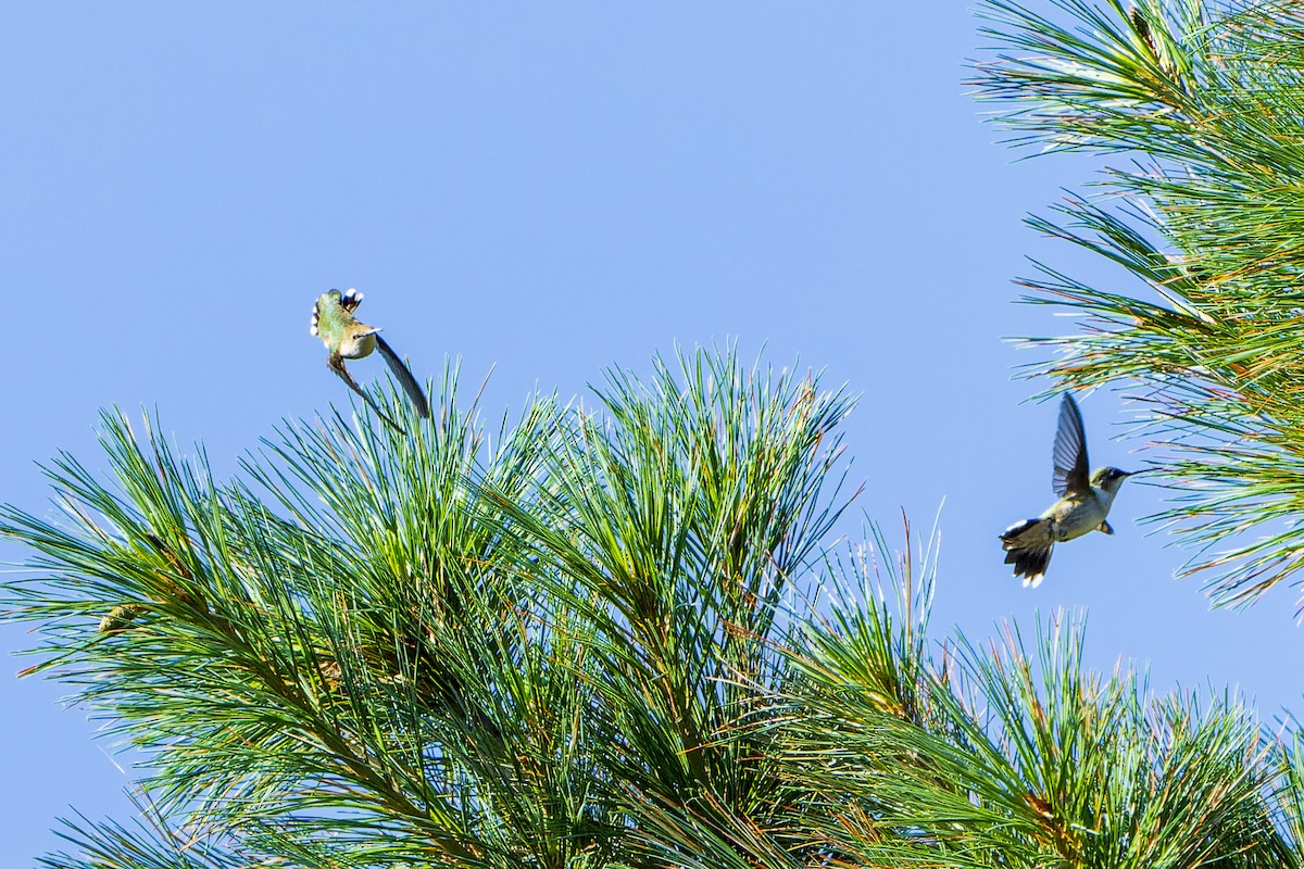 Ruby-throated Hummingbird - ML472918371