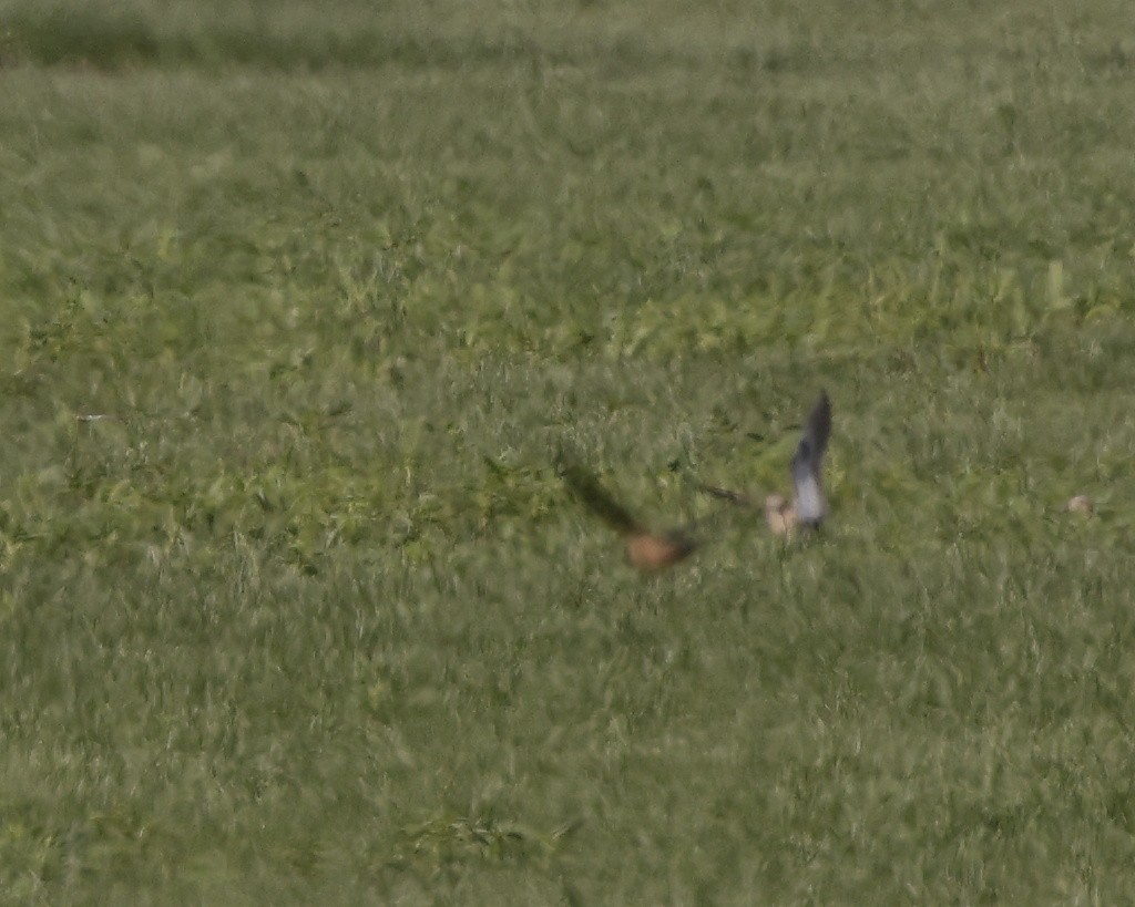 Buff-breasted Sandpiper - Roger Dietrich