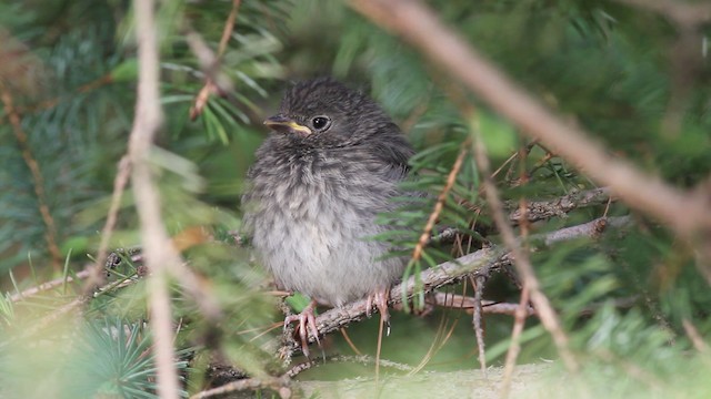 Junco ardoisé (hyemalis/carolinensis) - ML472920