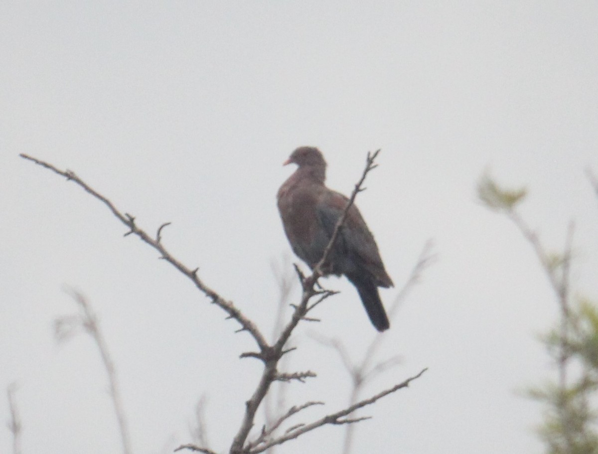 Red-billed Pigeon - ML472920881