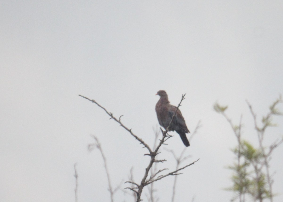 Red-billed Pigeon - ML472920901