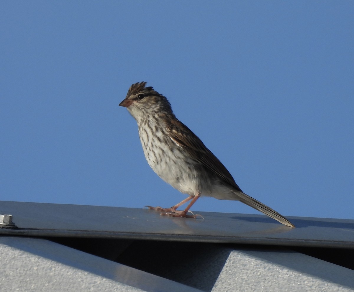 Chipping Sparrow - ML472922001