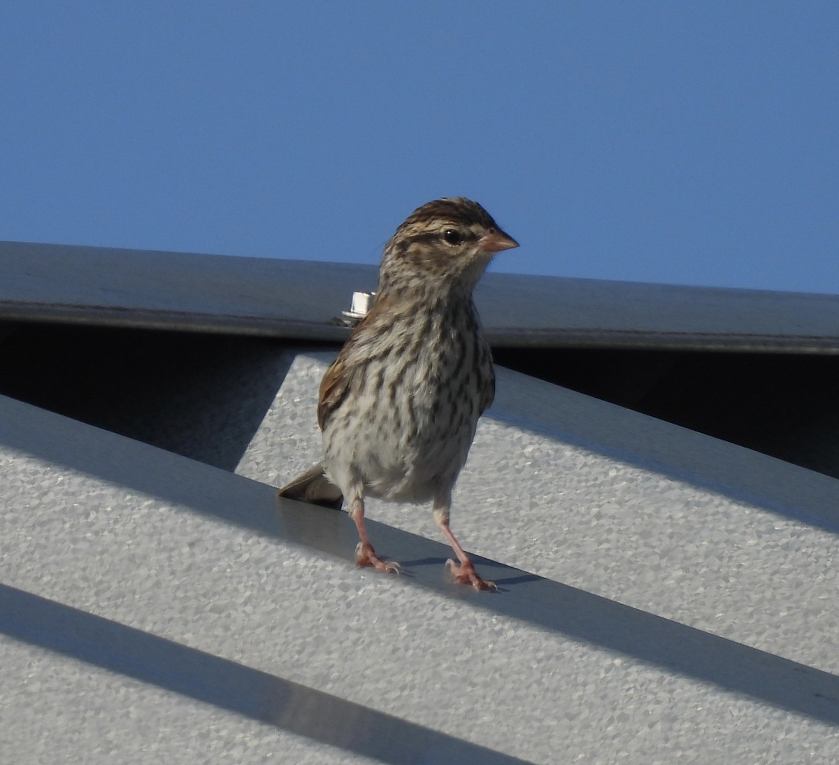 Chipping Sparrow - ML472922151