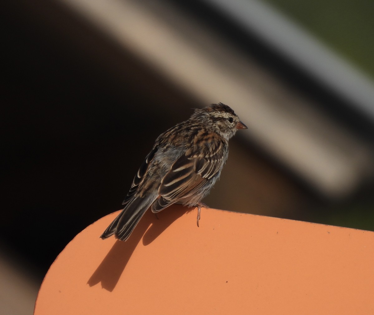 Chipping Sparrow - ML472922221