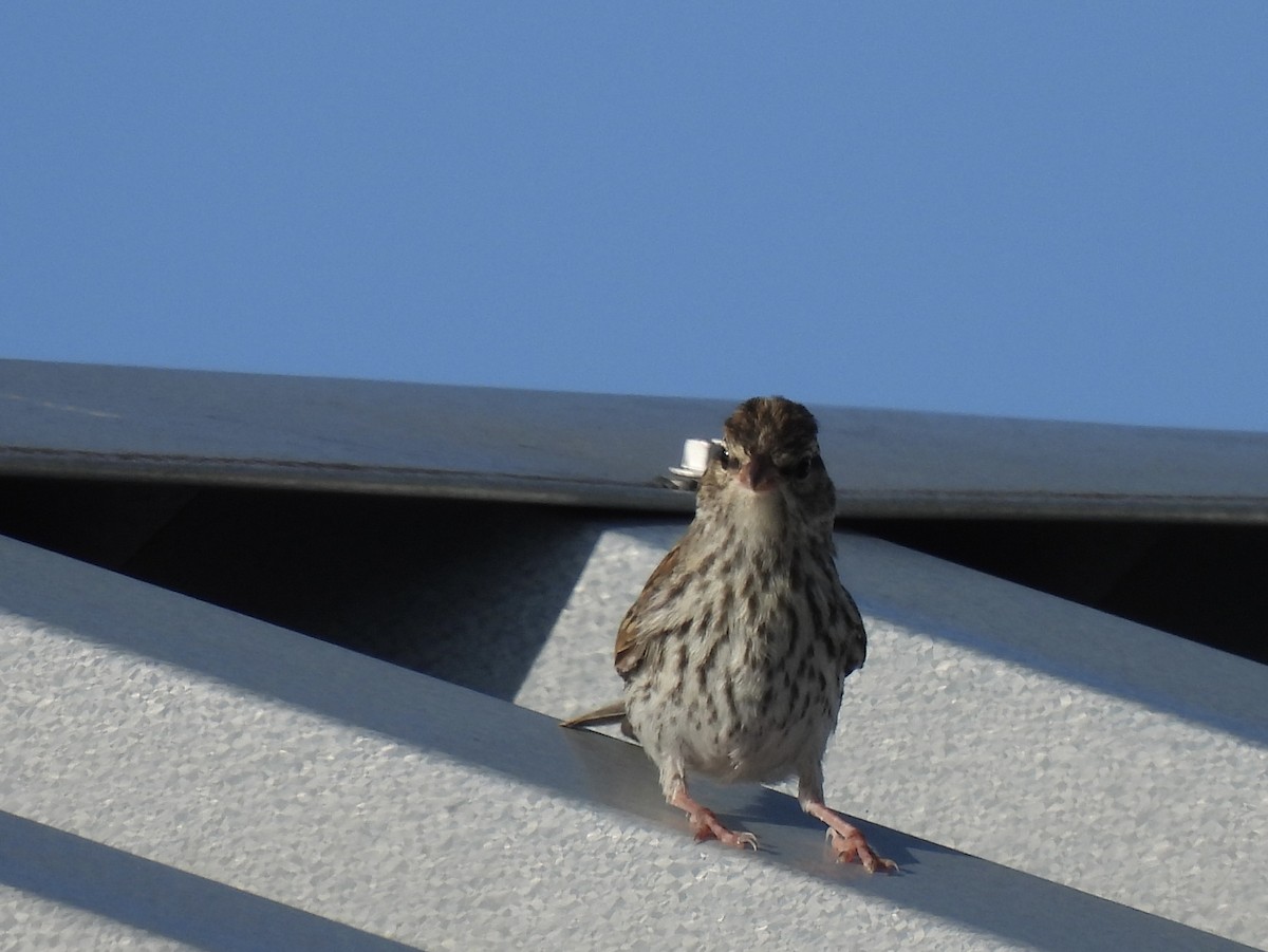 Chipping Sparrow - ML472922251