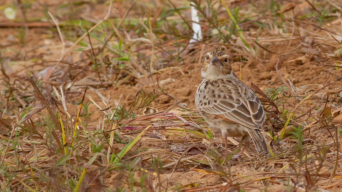 Burmese Bushlark - Robert Tizard