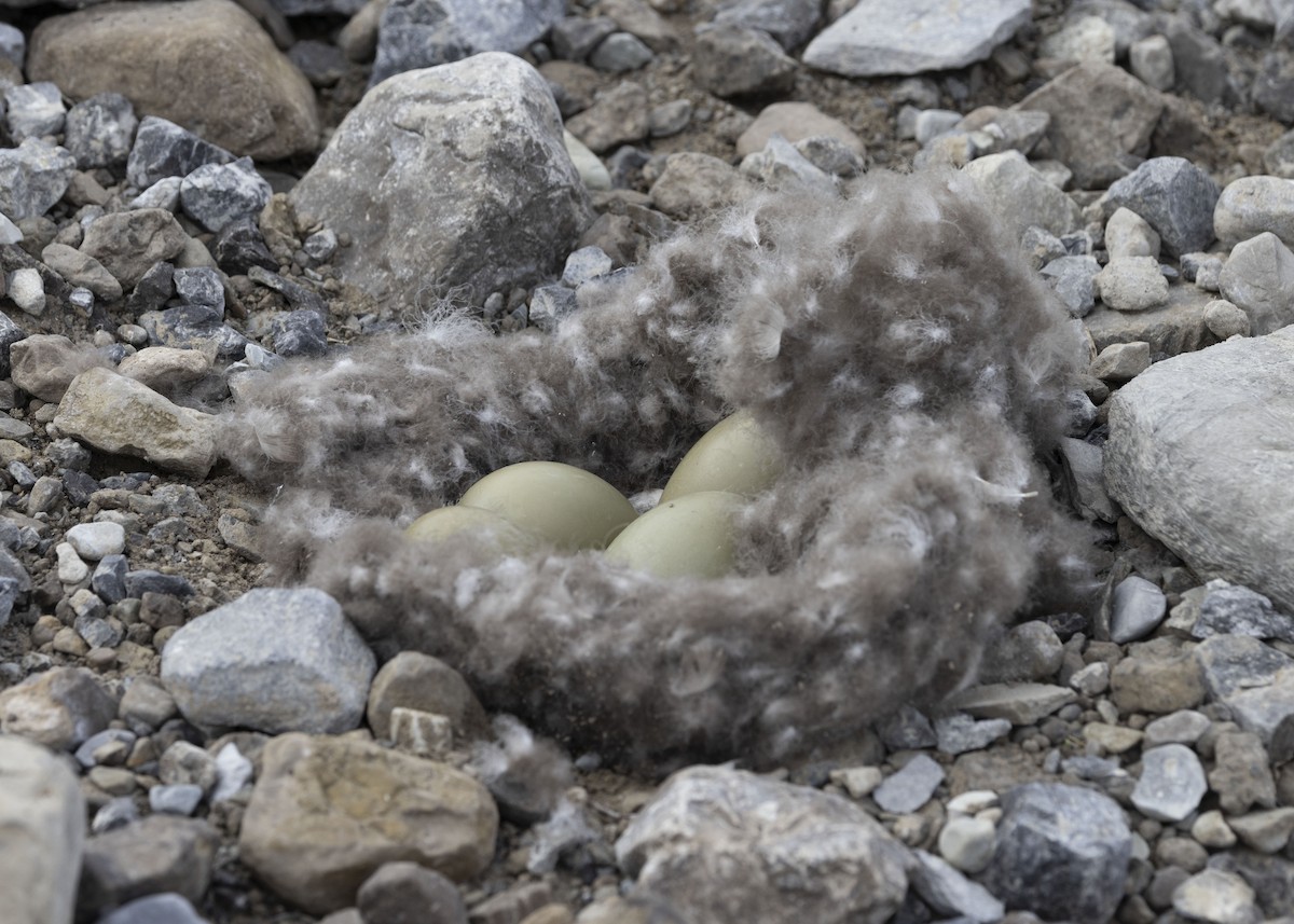 Common Eider - Mouser Williams