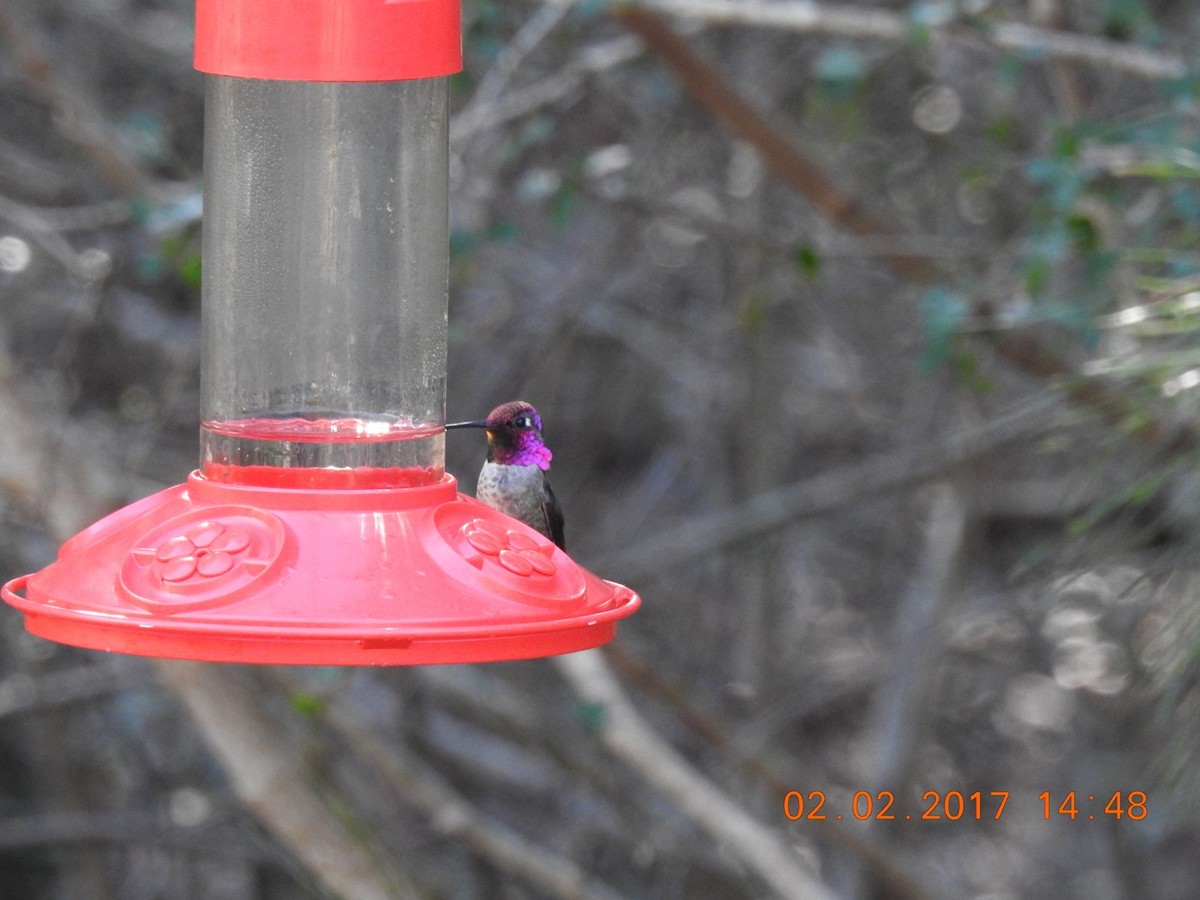 Anna's Hummingbird - ML47292701