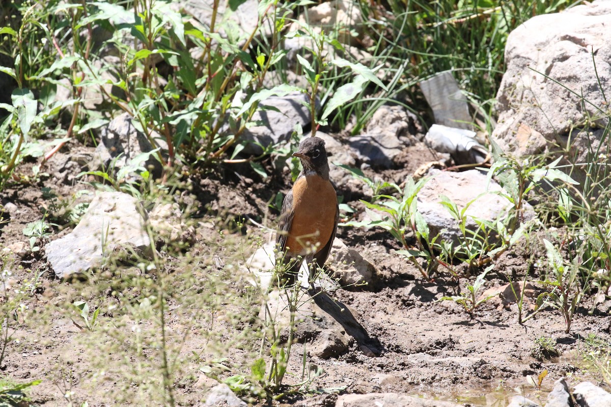 American Robin - ML472927211