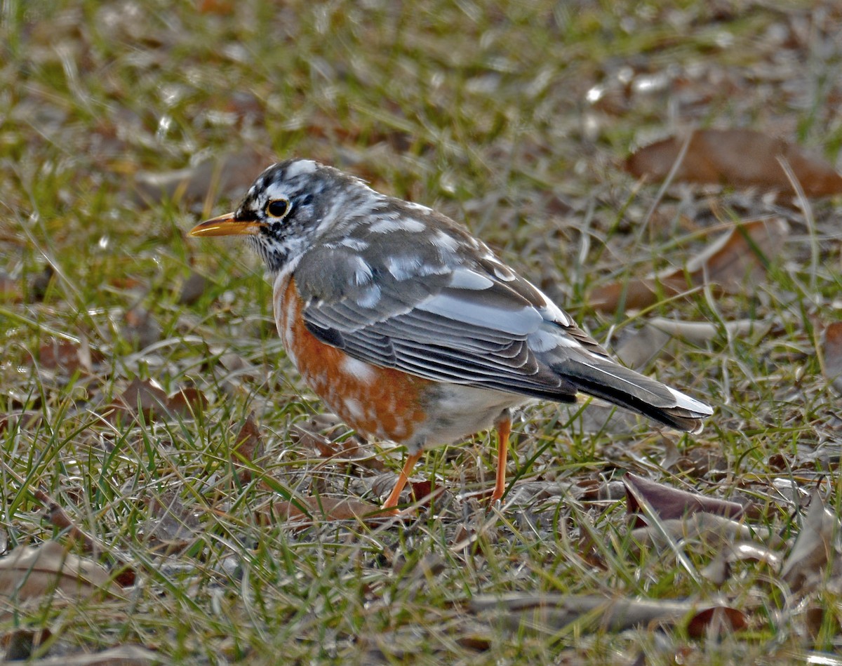 American Robin - Jack and Shirley Foreman