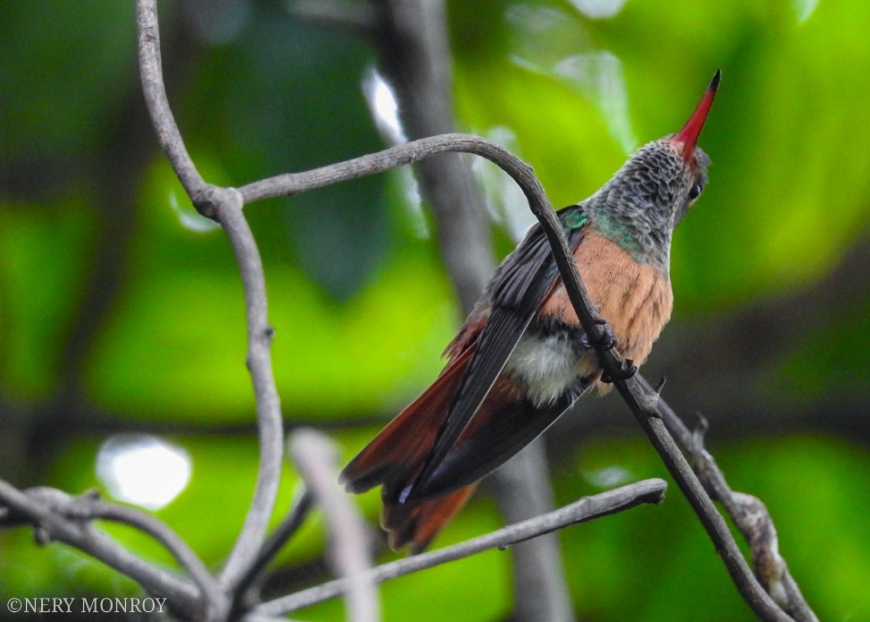 Buff-bellied Hummingbird - ML472929321