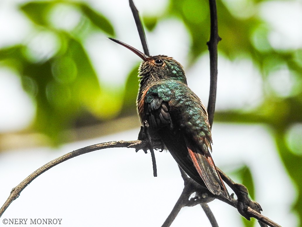 Buff-bellied Hummingbird - ML472929361