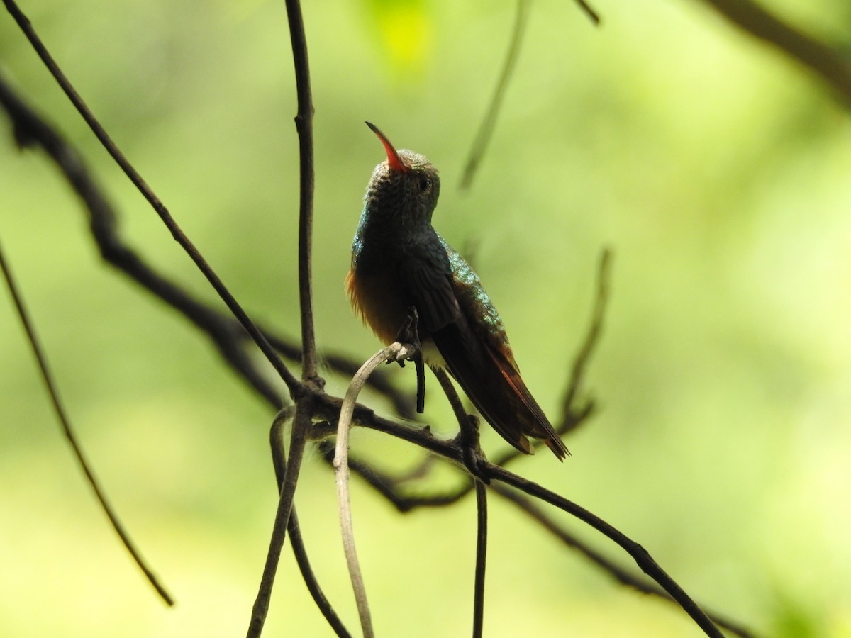 Buff-bellied Hummingbird - ML472929531