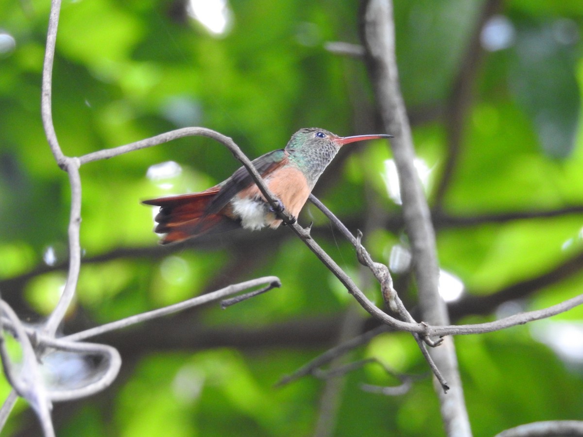 Buff-bellied Hummingbird - ML472929551