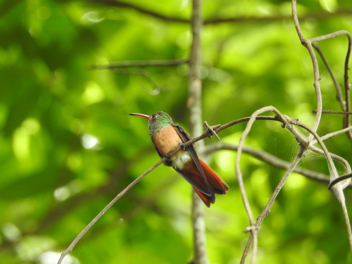 Buff-bellied Hummingbird - ML472929561