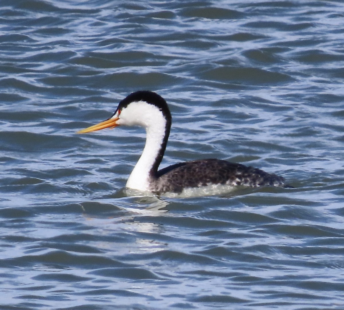 Clark's Grebe - ML472931431